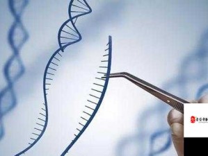 人和马的 DNA 之独特关系与深入研究探索