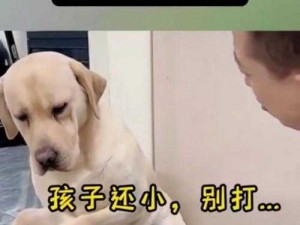 狗狗犯错后向主人撒娇：主人错了别打我了嘛