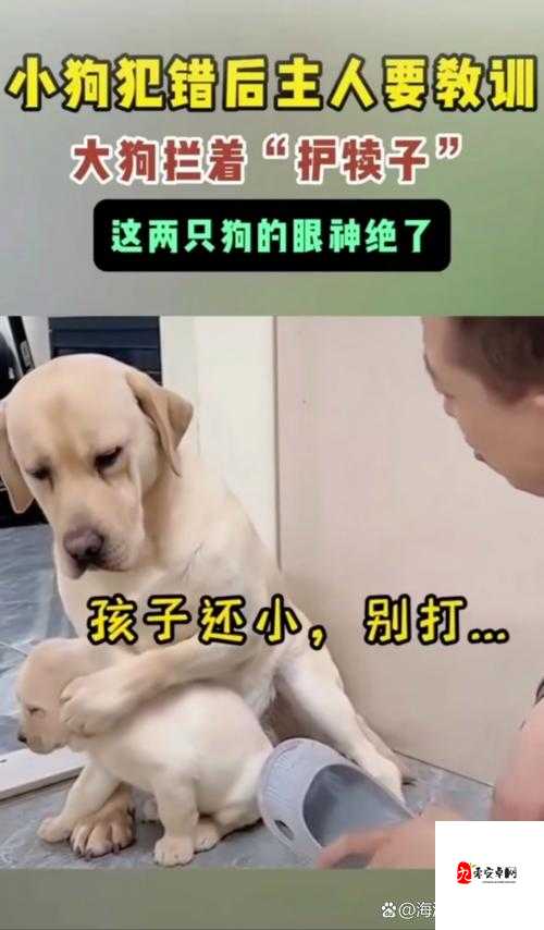 狗狗犯错后向主人撒娇：主人错了别打我了嘛