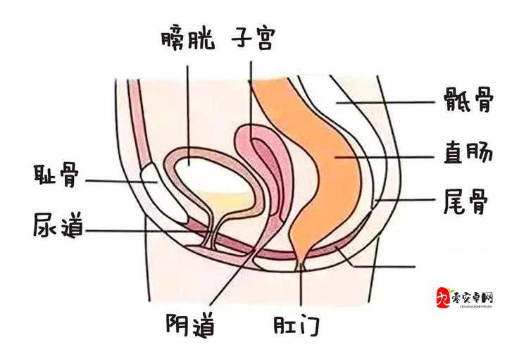 从医学角度探讨：尿在肚子里为什么不能流出来