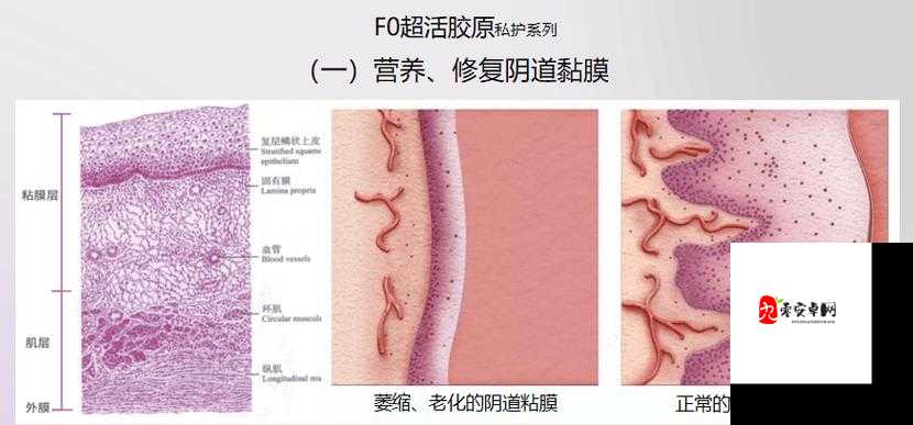 蜜桃皇后私密紧致：带来极致私密呵护体验之旅