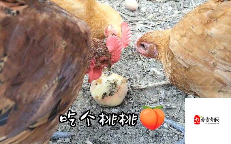 以下几个供您参考：好奇小🐤🐤入🍑🍑网站到底会怎样？小🐤🐤入🍑🍑网站，这背后隐藏着什么秘密？震惊小🐤🐤入🍑🍑网站，是机遇还是挑战？想知道吗？小🐤🐤入🍑🍑网站会带来何种影响？